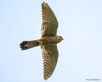Spread Your Wings – A Tour of the Vulture Breeding Core in Arabic
